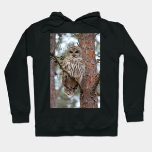 Barred Owl Hoodie